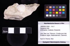 Foto (Objekt + Etiketten) von Decapoda indet. 